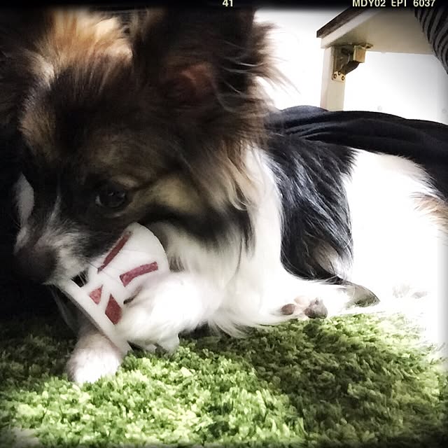 yukoyukoさんの実例写真