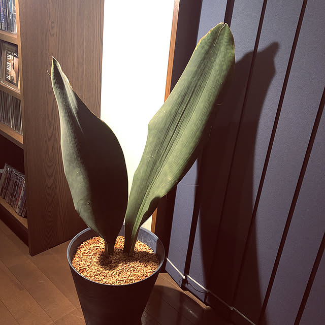 Gorizmさんの実例写真