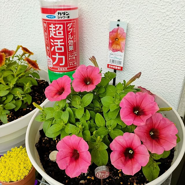 VERANDARJUNさんの実例写真