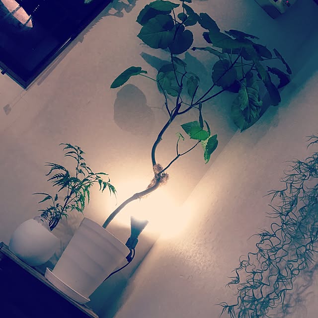 Naoyanさんの実例写真