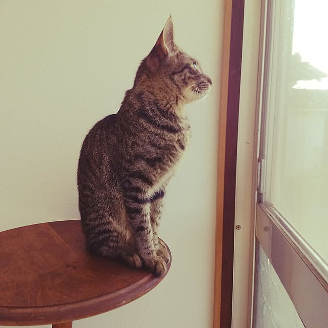 kuromiさんの実例写真