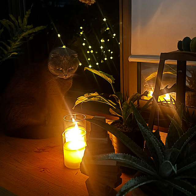 greycatsさんの実例写真