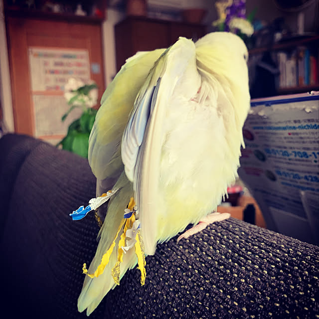 hayuchiさんの実例写真