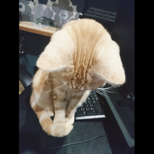 malmさんの実例写真