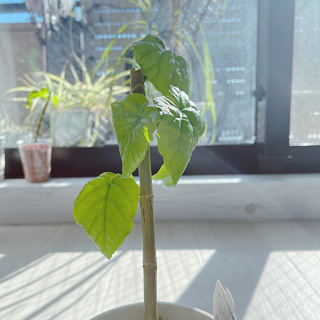 funiさんの実例写真
