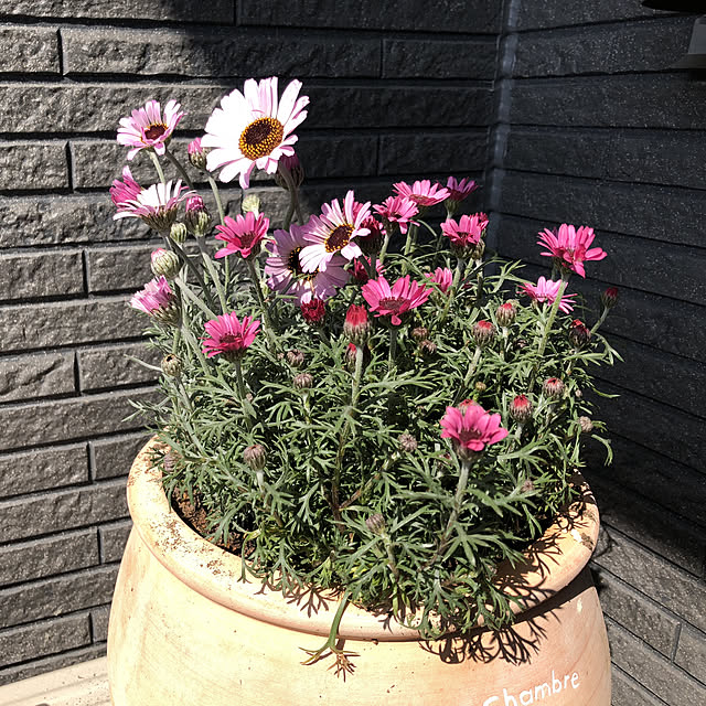 kaorinさんの実例写真