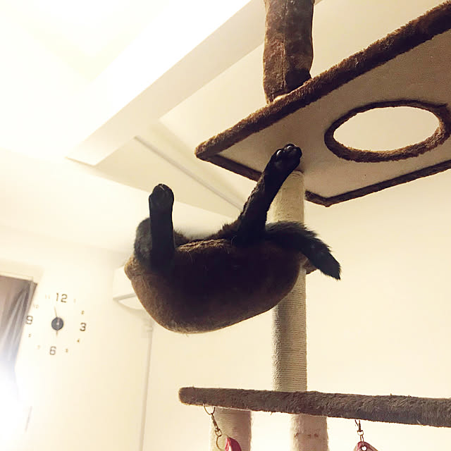 Qualle.さんの実例写真