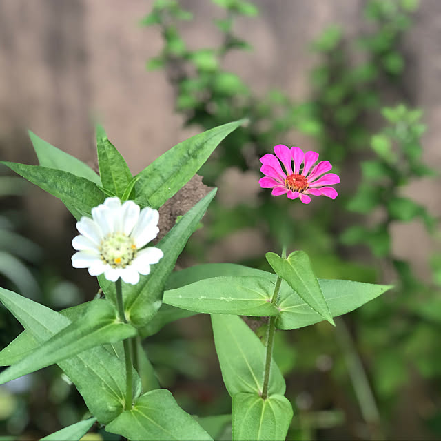 fumikoiさんの実例写真
