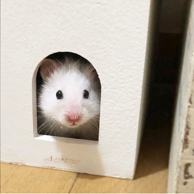 emiさんの実例写真