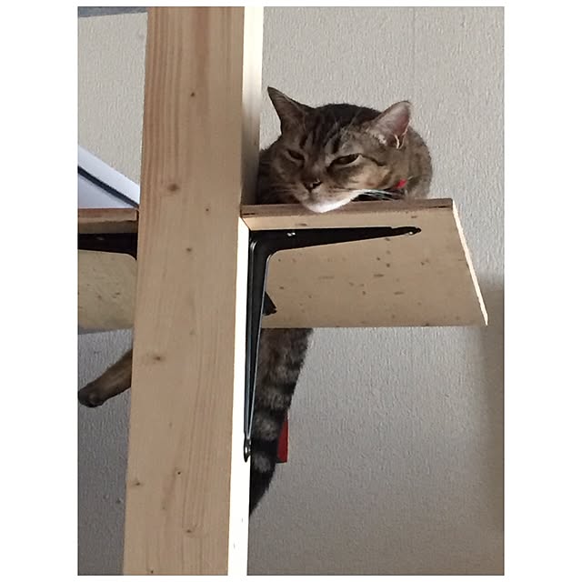 catwomanさんの実例写真