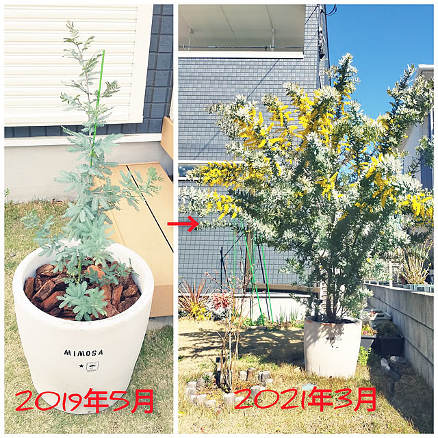 Chico.さんの実例写真