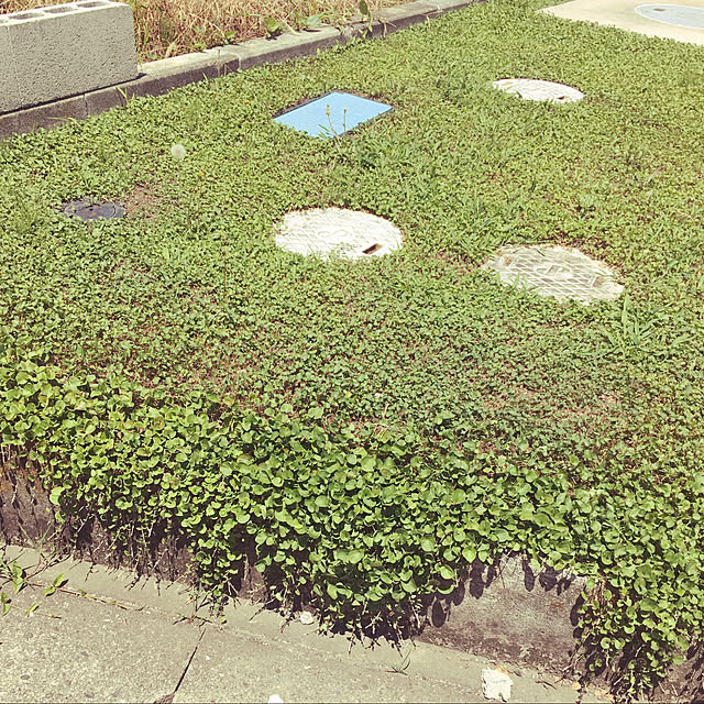 sa-yaさんの実例写真