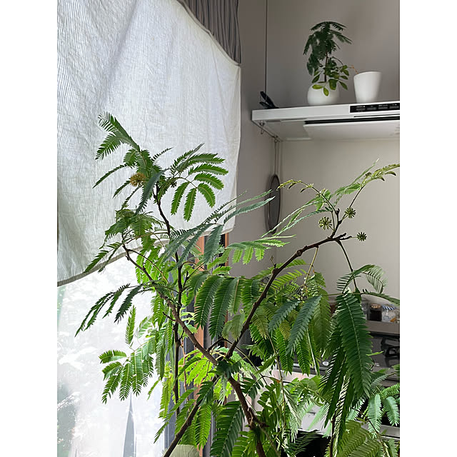 akanekoさんの部屋