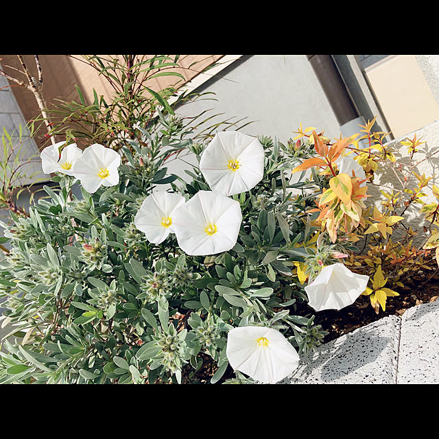 u8nさんの実例写真