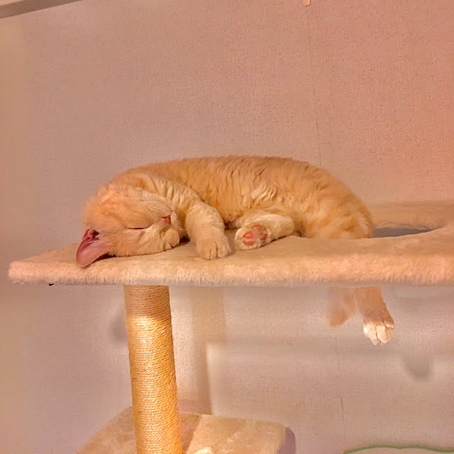 naokoさんの実例写真