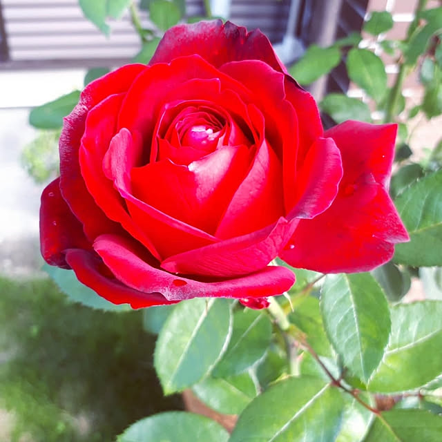 roseさんの実例写真