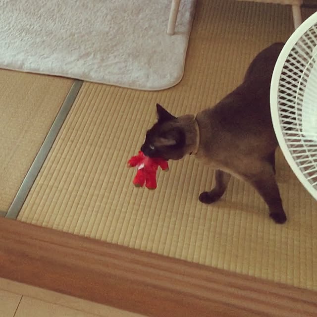 dodoさんの実例写真