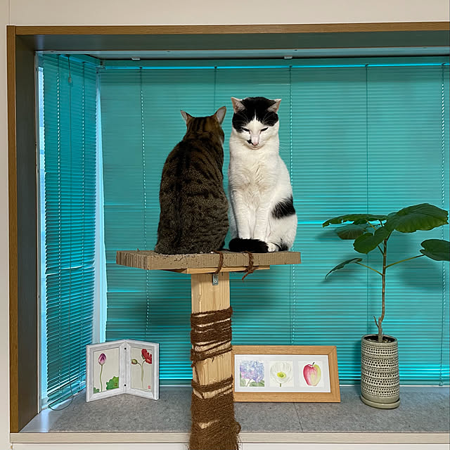 nobikoさんの実例写真