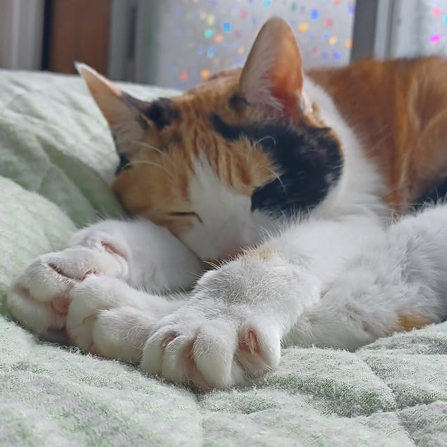 nanaさんの部屋