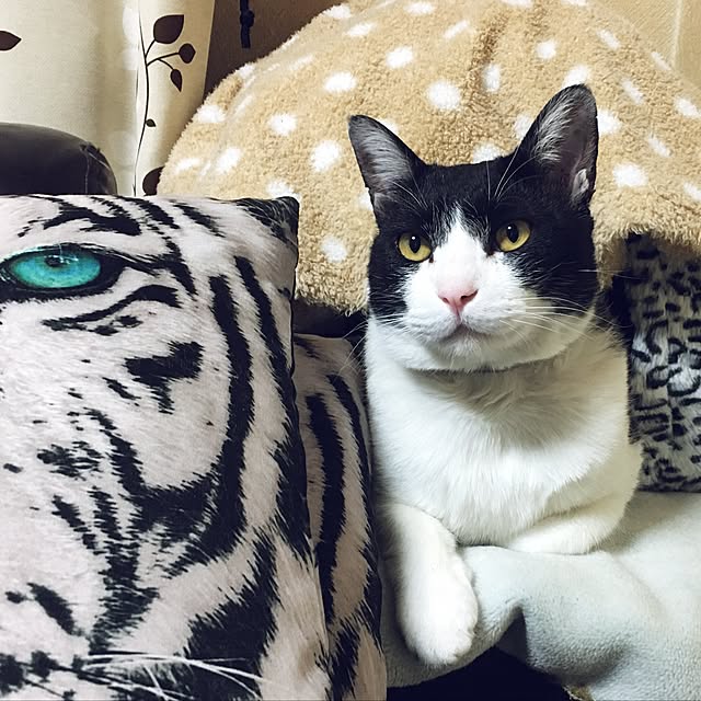 kmakkyiさんの実例写真