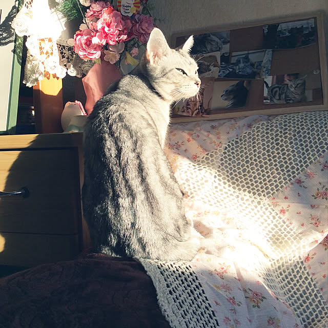 momokiriさんの実例写真