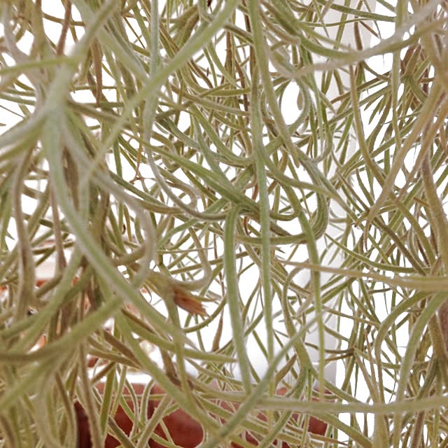 Nanaさんの実例写真