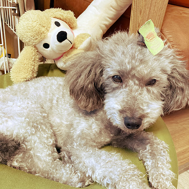 coochanさんの実例写真