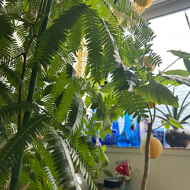 mochaさんの部屋