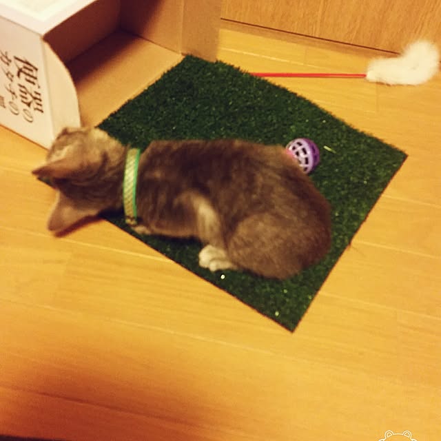 oyumiさんの実例写真