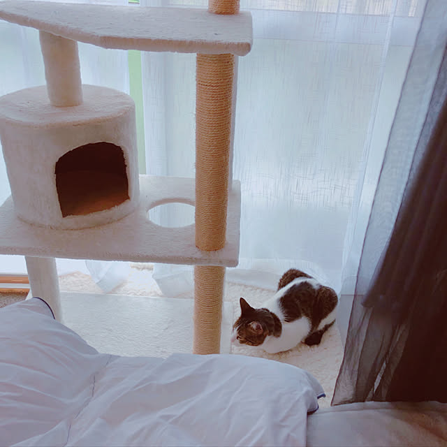 Shihoさんの実例写真