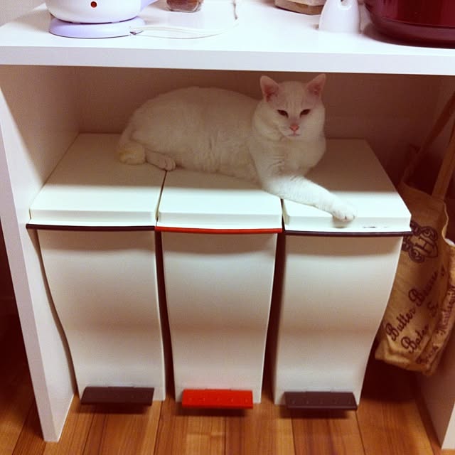 mameさんの実例写真