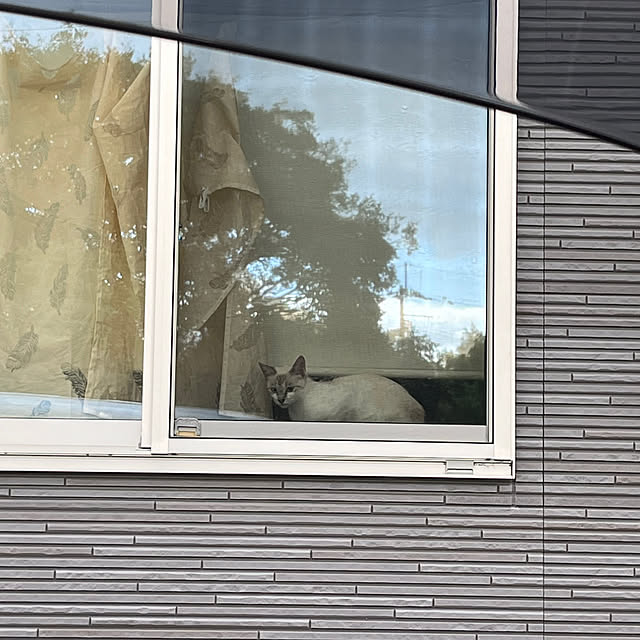 nekoさんの実例写真
