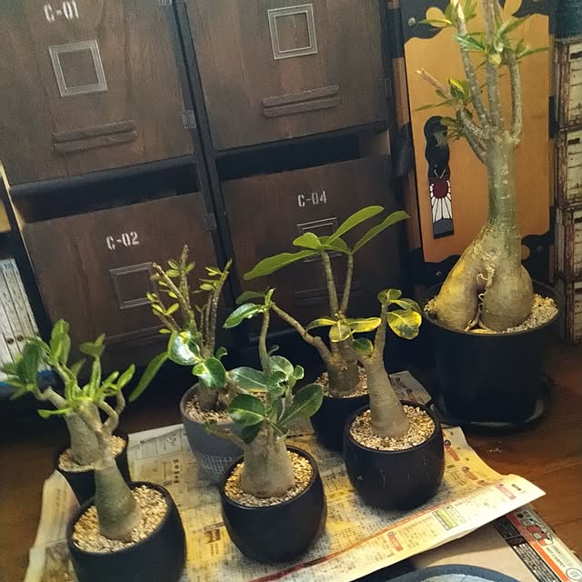2menmamaさんの実例写真