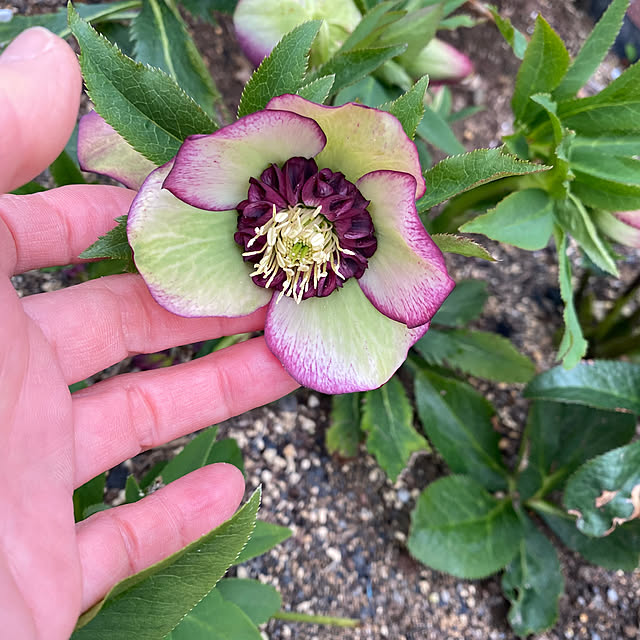 uraraさんの実例写真