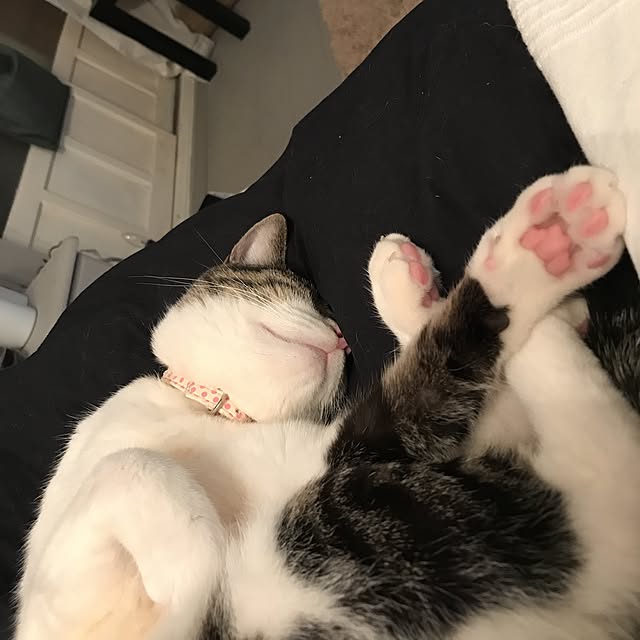 Shihoさんの実例写真