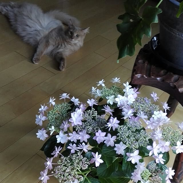 1ldksさんの実例写真