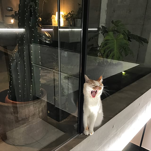 mashさんの実例写真