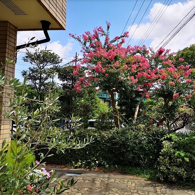 ku-garnet18さんの実例写真