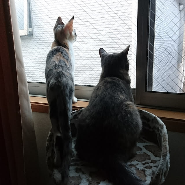 shinobuさんの実例写真