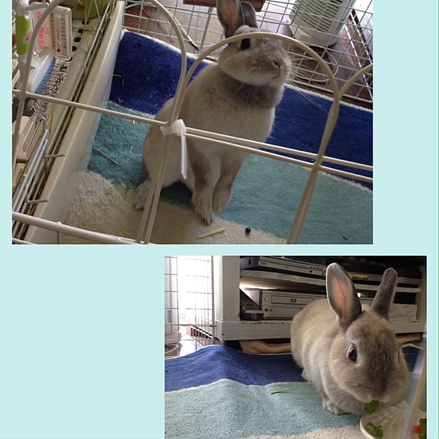 yokomokoさんの実例写真