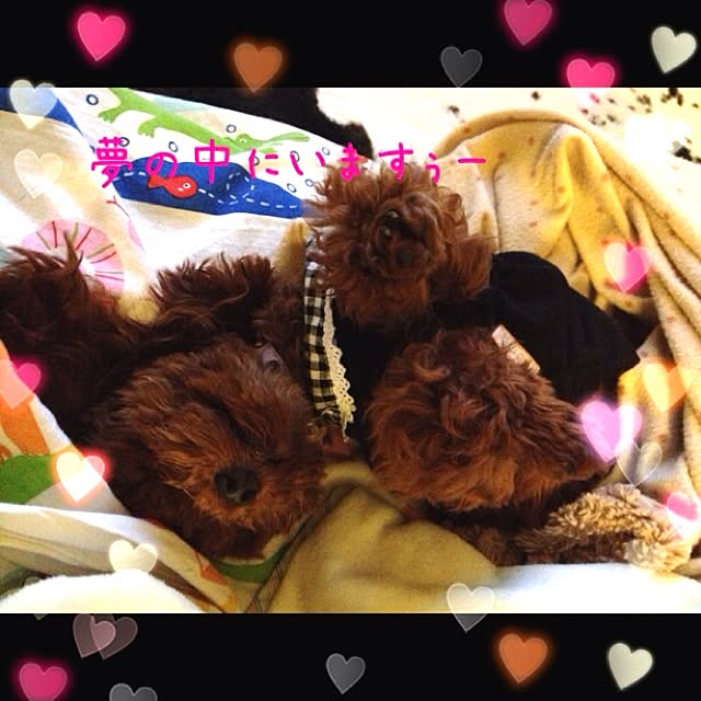 cocoさんの実例写真