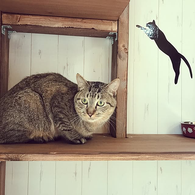 pepeさんの実例写真