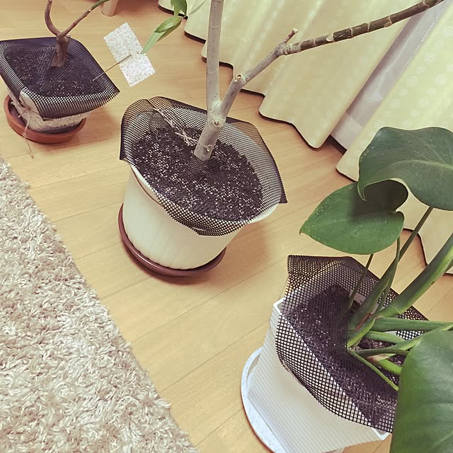 renorenoさんの実例写真