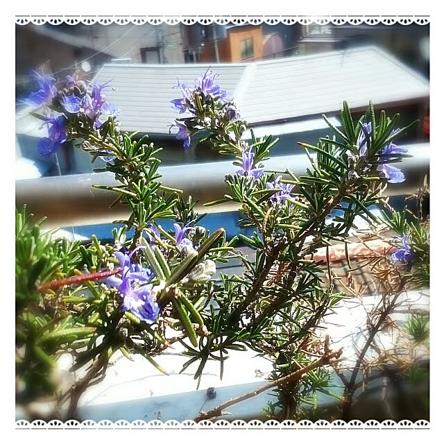 OBTERNIR88filerさんの実例写真
