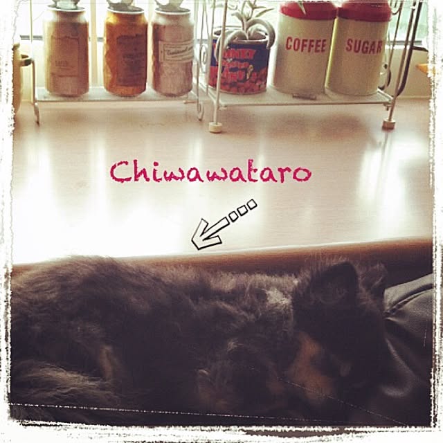 chiwawataroさんの実例写真