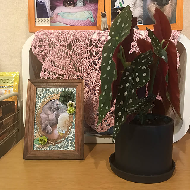 kou-kitiさんの実例写真