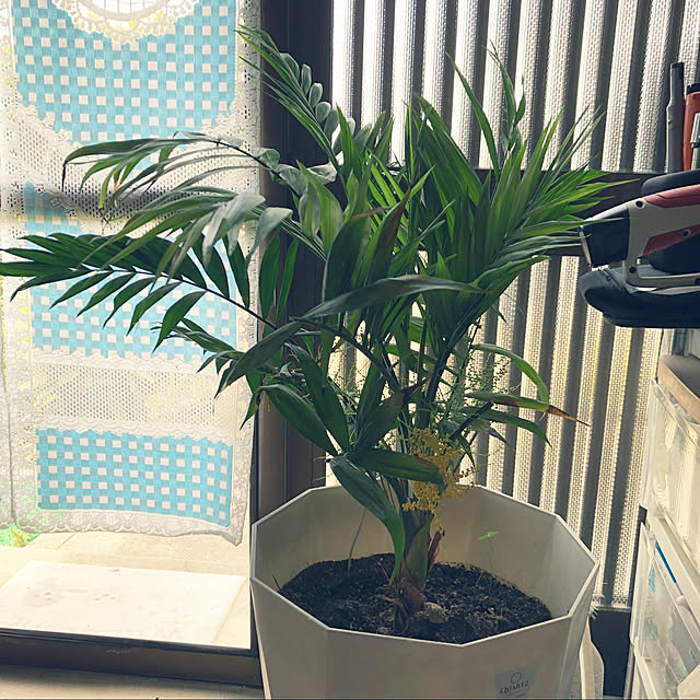 lilyさんの実例写真