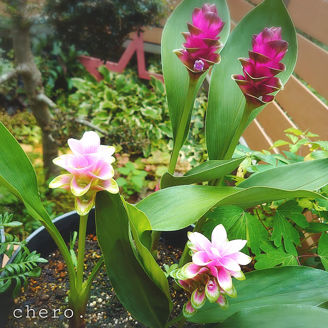 chero.さんの実例写真
