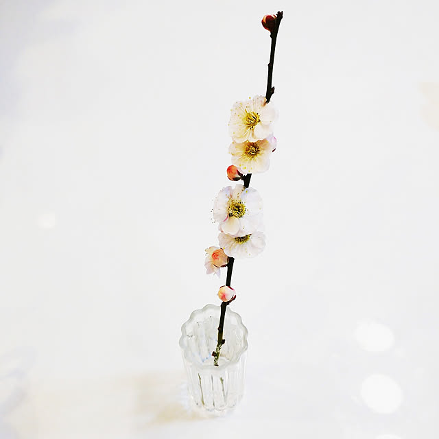 Forest_Umbrellaさんの実例写真
