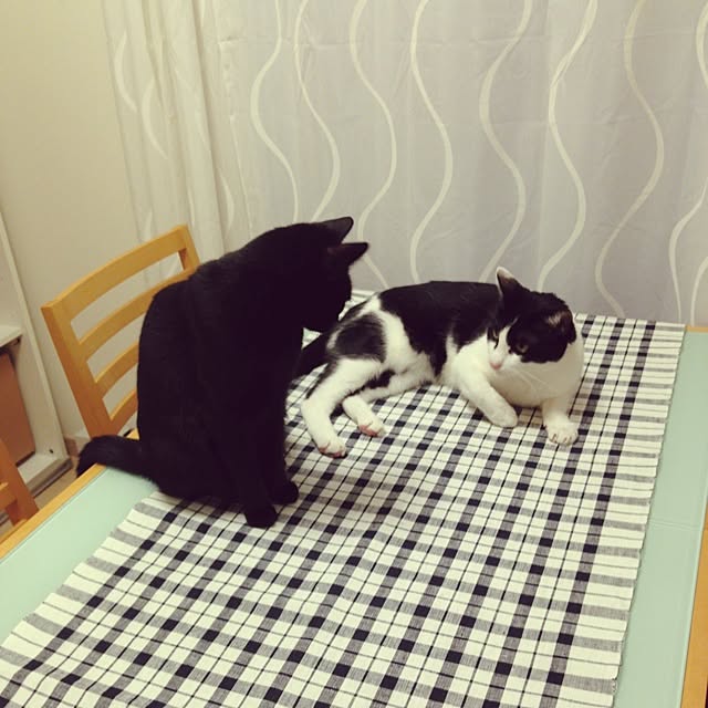 nekotoさんの実例写真